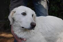 SYLVAIN, Hund, Maremmano-Mix in Italien - Bild 3