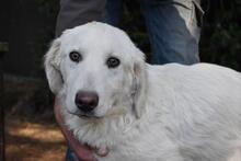 SYLVAIN, Hund, Maremmano-Mix in Italien - Bild 4