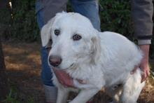 SYLVAIN, Hund, Maremmano-Mix in Italien - Bild 5