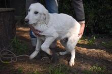 SYLVAIN, Hund, Maremmano-Mix in Italien - Bild 6