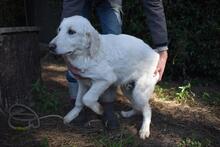 SYLVAIN, Hund, Maremmano-Mix in Italien - Bild 7