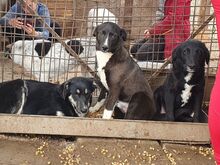 ANDY, Hund, Mischlingshund in Rumänien - Bild 4