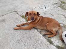 ALFIO, Hund, Mischlingshund in Italien - Bild 2