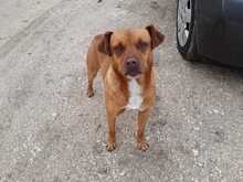 ALFIO, Hund, Mischlingshund in Italien - Bild 4