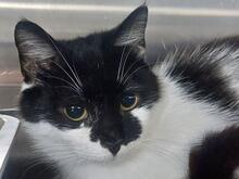 GIORGIA, Katze, Europäisch Kurzhaar in Italien