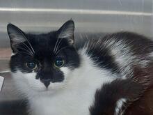 GIORGIA, Katze, Europäisch Kurzhaar in Italien - Bild 4