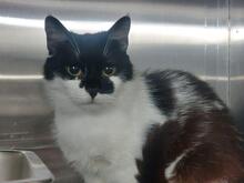 GIORGIA, Katze, Europäisch Kurzhaar in Italien - Bild 5