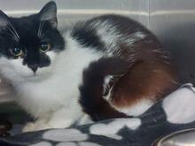 GIORGIA, Katze, Europäisch Kurzhaar in Italien - Bild 6
