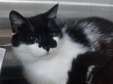 GIORGIA, Katze, Europäisch Kurzhaar in Italien - Bild 7