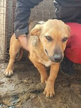 NOAH, Hund, Mischlingshund in Rumänien - Bild 2