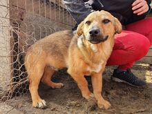 NOAH, Hund, Mischlingshund in Rumänien - Bild 3