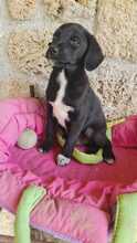 ANTHEMIS, Hund, Deutscher Schäferhund in Italien - Bild 5