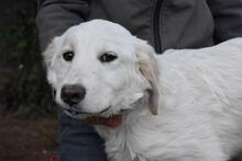 STOBIN, Hund, Maremmano-Mix in Italien - Bild 1