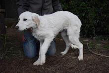 STOBIN, Hund, Maremmano-Mix in Italien - Bild 2