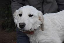 STOBIN, Hund, Maremmano-Mix in Italien - Bild 3