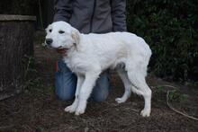 STOBIN, Hund, Maremmano-Mix in Italien - Bild 4