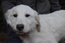 STOBIN, Hund, Maremmano-Mix in Italien - Bild 5