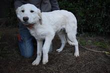 STOBIN, Hund, Maremmano-Mix in Italien - Bild 6
