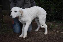 STOBIN, Hund, Maremmano-Mix in Italien - Bild 7