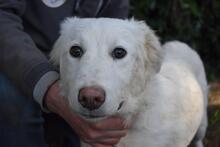STERLING, Hund, Maremmano-Mix in Italien - Bild 1