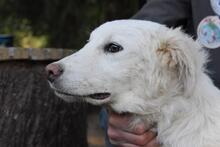 STERLING, Hund, Maremmano-Mix in Italien - Bild 2