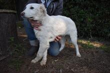 STERLING, Hund, Maremmano-Mix in Italien - Bild 3