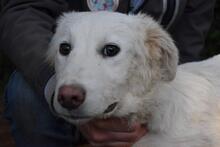 STERLING, Hund, Maremmano-Mix in Italien - Bild 4