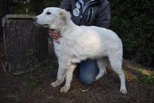STERLING, Hund, Maremmano-Mix in Italien - Bild 5