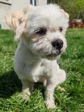 FRITZI, Hund, Mischlingshund in Rumänien - Bild 1
