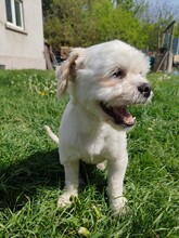 FRITZI, Hund, Mischlingshund in Rumänien - Bild 2