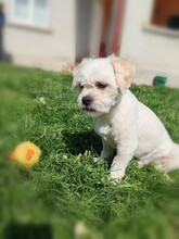 FRITZI, Hund, Mischlingshund in Rumänien - Bild 3
