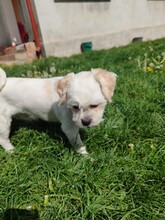 FRITZI, Hund, Mischlingshund in Rumänien - Bild 4
