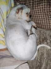 FRITZI, Hund, Mischlingshund in Rumänien - Bild 5
