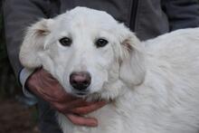 SOLITELLE, Hund, Maremmano-Mix in Italien - Bild 1