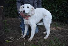 SOLITELLE, Hund, Maremmano-Mix in Italien - Bild 2