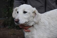 SOLITELLE, Hund, Maremmano-Mix in Italien - Bild 3