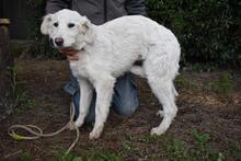 SOLITELLE, Hund, Maremmano-Mix in Italien - Bild 4