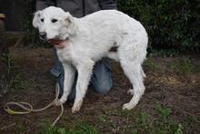 SOLITELLE, Hund, Maremmano-Mix in Italien - Bild 5