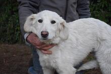 SOLITELLE, Hund, Maremmano-Mix in Italien - Bild 6