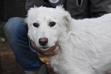 SAABIRA, Hund, Maremmano-Mix in Italien - Bild 1