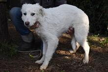 SAABIRA, Hund, Maremmano-Mix in Italien - Bild 2