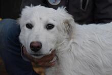 SAABIRA, Hund, Maremmano-Mix in Italien - Bild 3