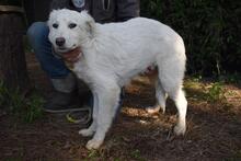 SAABIRA, Hund, Maremmano-Mix in Italien - Bild 4