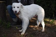 SAABIRA, Hund, Maremmano-Mix in Italien - Bild 5