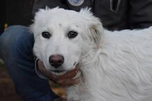 SAABIRA, Hund, Maremmano-Mix in Italien - Bild 6