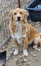 JONBOVI, Hund, Mischlingshund in Rumänien - Bild 1