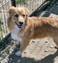 JONBOVI, Hund, Mischlingshund in Rumänien - Bild 2