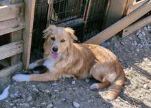 JONBOVI, Hund, Mischlingshund in Rumänien - Bild 3