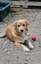 JONBOVI, Hund, Mischlingshund in Rumänien - Bild 4