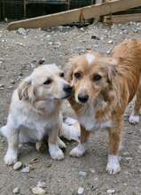 JONBOVI, Hund, Mischlingshund in Rumänien - Bild 5